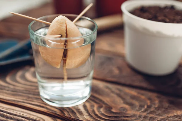 Avokado utsäde med GRO växer sätta i glas med vatten med hjälp av tandpetare. Transplantation i en kruka. Trädgårdsskötsel — Stockfoto