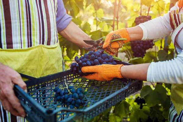 Деякі фермери збирають урожай винограду на екологічній фермі. Щасливий старший чоловік і жінка кладуть виноград в коробку — стокове фото