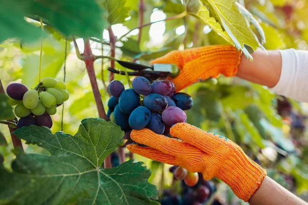 Фермер збирає урожай винограду на екологічній фермі. Жінка, що ріже синій столовий виноград з промивальником — стокове фото