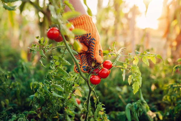Žena shromažďuje na farmách třešňová rajčata. Zemědělství, zahradní koncepce. Chovatelům se vybírá zelenina — Stock fotografie