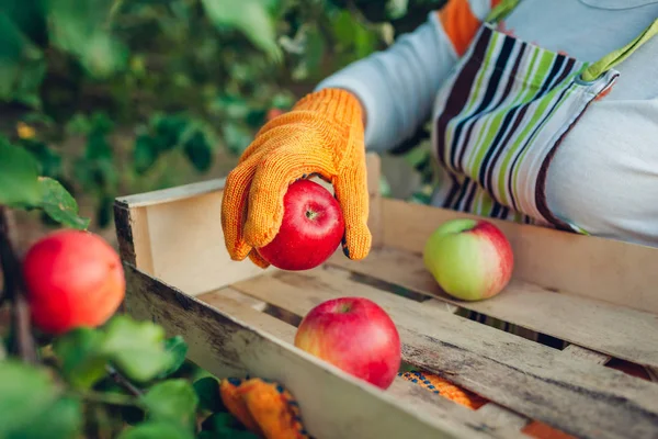Старша жінка збирає стиглі органічні яблука в літньому саду. Фермер кладе фрукти в дерев'яну коробку — стокове фото