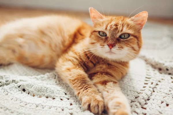 Ginger gato deitado no tapete de chão em casa. Pet relaxante e sentir-se confortável — Fotografia de Stock