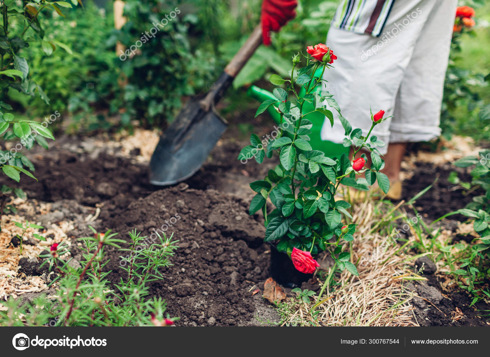 Высаживаем розы в открытый грунт весной. Посадка розы из горшка в открытый грунт. Посадка розы из горшка в открытый грунт. Розы зкс. Высадка роз в открытый грунт весной.