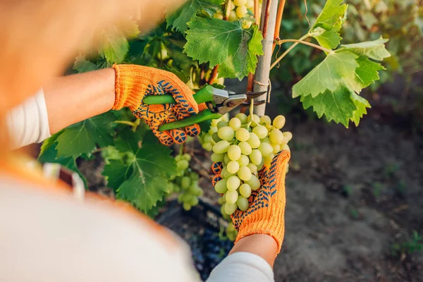 Фермер збирає урожай винограду на екологічній фермі. Жінка розрізає зелений столовий виноград з промивальником — стокове фото