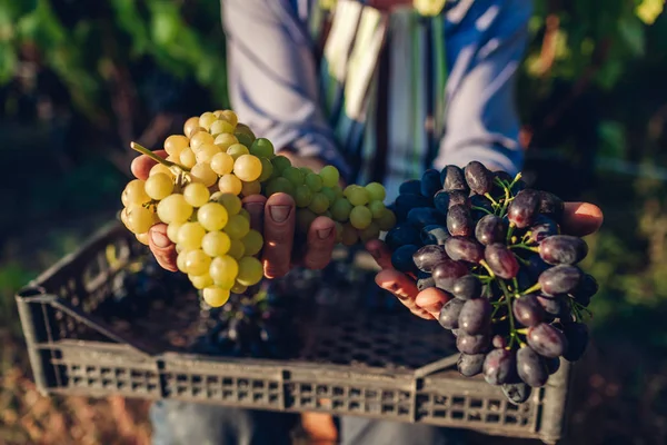 Фермер збирає урожай винограду на екологічній фермі. Щасливий старший чоловік тримає зелений і синій виноград — стокове фото