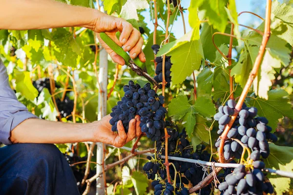 Agricultor recogiendo el cultivo de uvas en la granja ecológica. Hombre cortando la mesa azul Kodrianka uvas con podadora — Foto de Stock