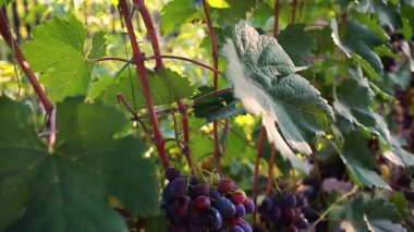 Ekolojik çiftlikte sofralık üzüm mahsulü. Bahçede asılı büyük mavi masa üzüm demetleri. Bahçecilik, tarım konsepti