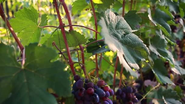 Csemegeszőlő Termés Ökológiai Gazdaságban Nagy Csokor Kék Asztali Szőlő Lógott — Stock videók