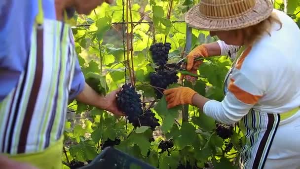 一对农民在生态农场里种葡萄 快乐的老人和女人把葡萄放进盒子里 — 图库视频影像