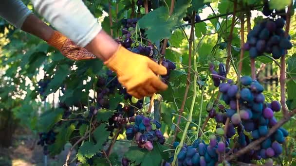 Zemědělci Kteří Kontrolují Sklizeň Hroznů Ekologické Farmě Žena Zkoumáním Modrých — Stock video