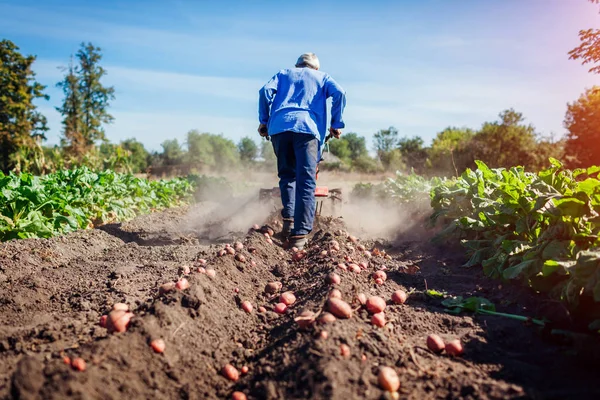 Zemědělec, který řídil malý tahač pro kultivaci půdy a kopání brambor. Podzimní sklizeň brambor — Stock fotografie