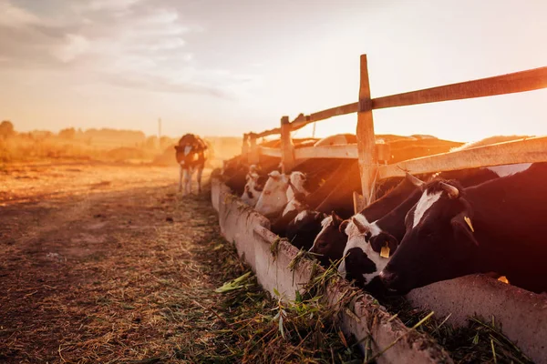 석양이 지는 농장 마당에서 방목하는 소들. 가축 먹기 와 야외 산책. — 스톡 사진