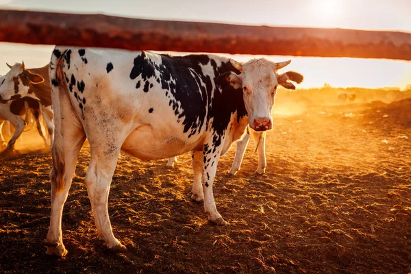 Gazda eteti a tehenek a fű a mezőgazdasági udvar naplementekor. Eszik, és séta a szabadban. — Stock Fotó