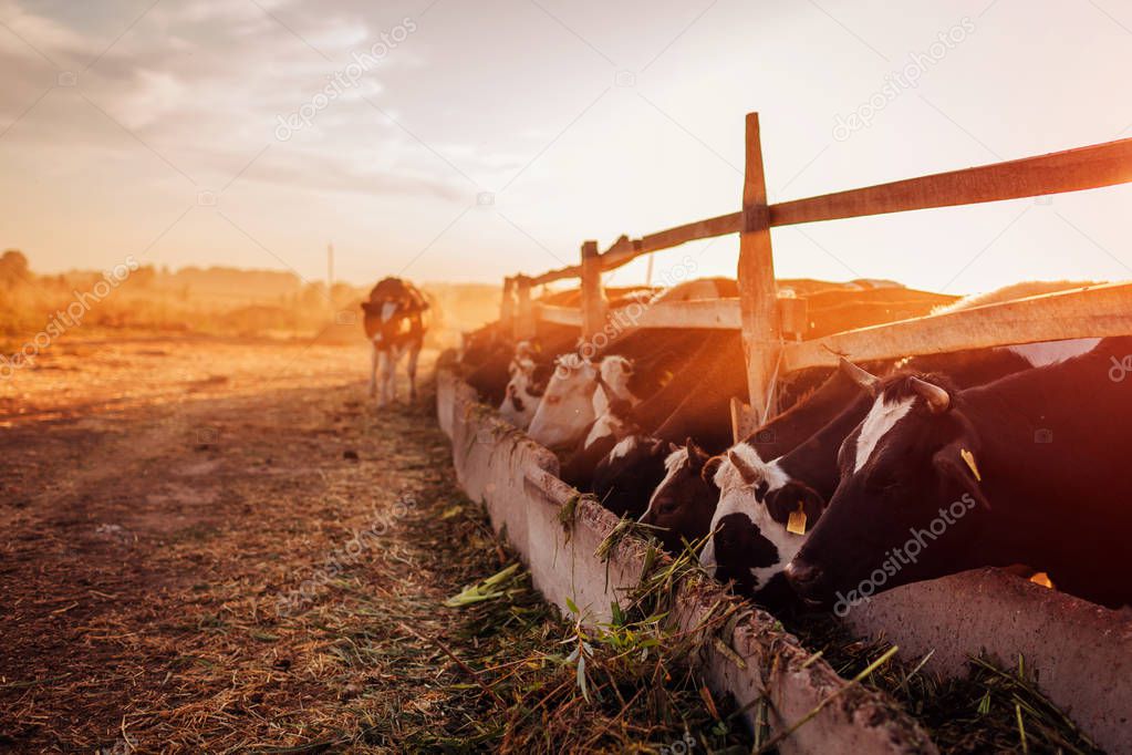 Cows grazing on farm yard at sunset. Cattle eating and walking outdoors.