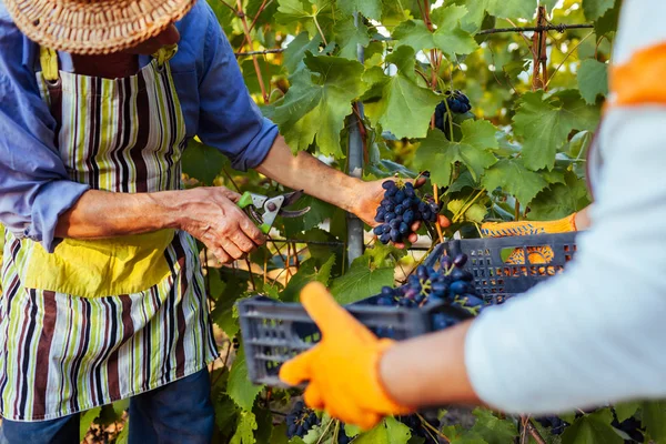 Деякі фермери збирають урожай винограду на екологічній фермі. Щасливий старший чоловік і жінка кладуть виноград в коробку — стокове фото