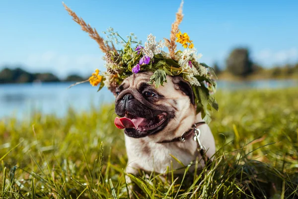 Pug dog wearing flower wreath by river. Happy puppy chilling outdoors on summer field