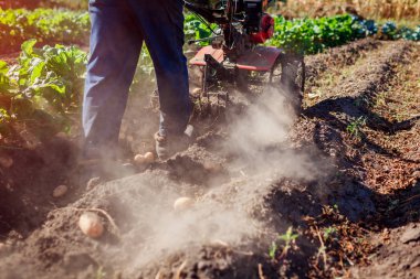 Çiftçi toprak ekimi ve patates kazma için küçük traktör sürüş. Sonbahar hasat patates toplama