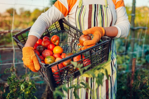 Жінка-фермер тримає коробку червоних помідорів на екологічній фермі. Збирання осіннього врожаю овочів. Фермерство, садівництво — стокове фото