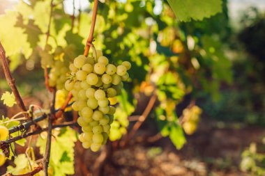 Ekolojik çiftlikte sofralık üzüm sonbahar mahsulü. Yeşil lokum üzüm bahçede asılı.