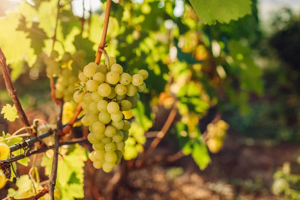 Cultivo otoñal de uvas de mesa en finca ecológica. Delicia verde uvas colgando en el jardín . — Foto de Stock
