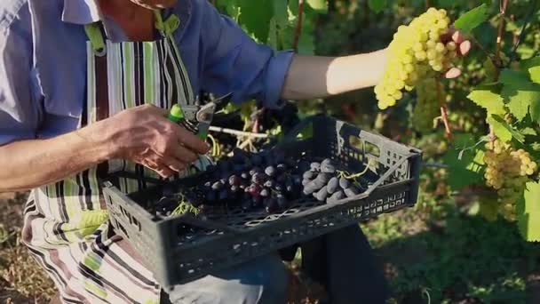 Agricultor Que Recolhe Colheita Uvas Fazenda Ecológica Mulher Cortando Uvas — Vídeo de Stock