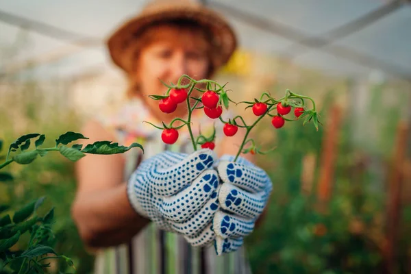 Жінка збирає вишневі помідори в теплиці. Фермерство, концепція садівництва. Фермер збирає овочі — стокове фото