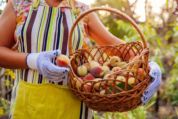 Starší žena drží košík s zralými organickými broskvemi v letním sadu. Zemědělec, který vybírá ovoce — Stock fotografie