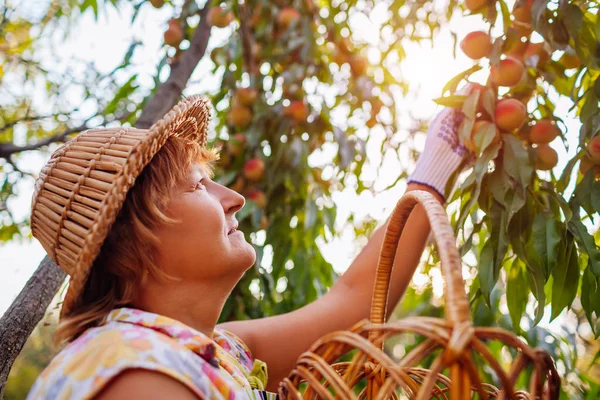 Старша жінка збирає стиглі органічні персики в літньому саду. Фермер кладе фрукти в дерев'яний кошик — стокове фото