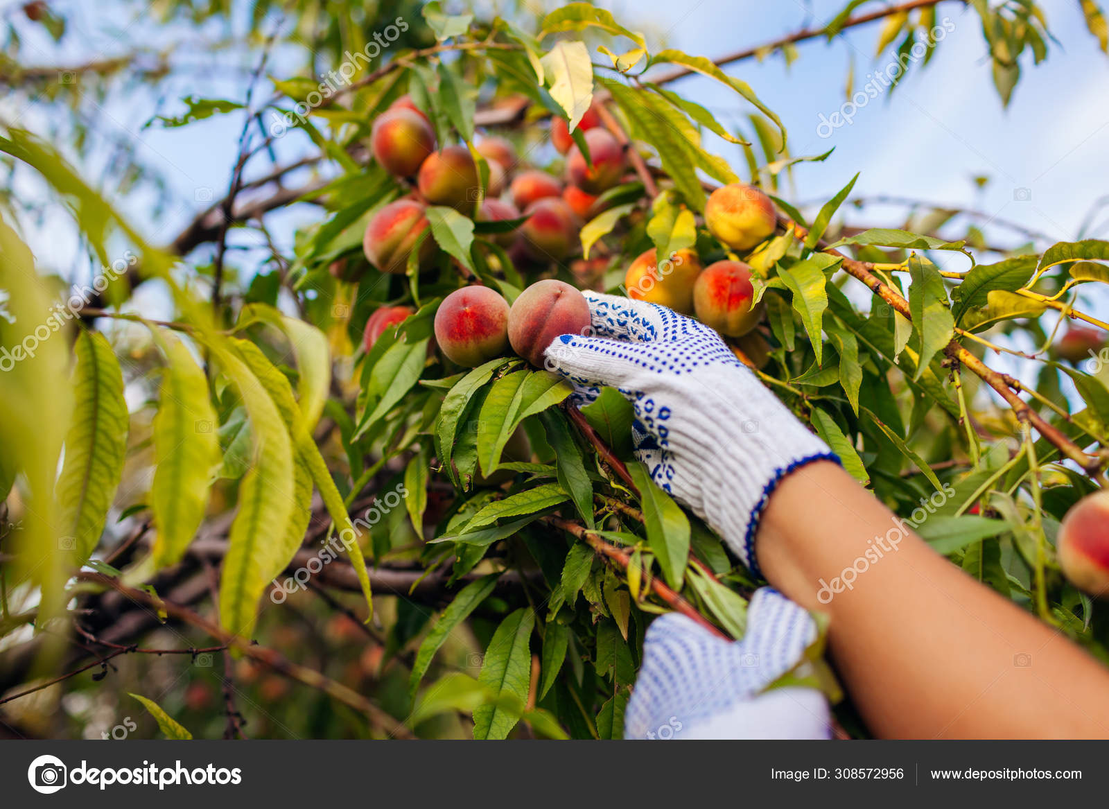 Peaches harvesting. Senior woman picking ripe organic peaches in summer