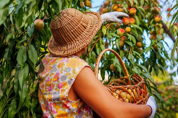 Персики збираються. Старша жінка збирає стиглі органічні персики в літньому саду. Фермер кладе фрукти в кошик — стокове фото