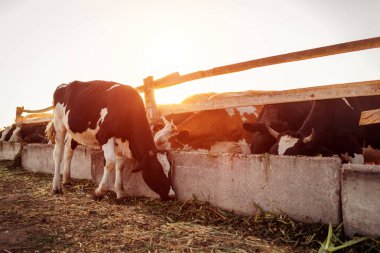 Gün batımında çiftlik bahçesinde otlayan inekler. Sığır yeme ve açık havada yürüyüş.