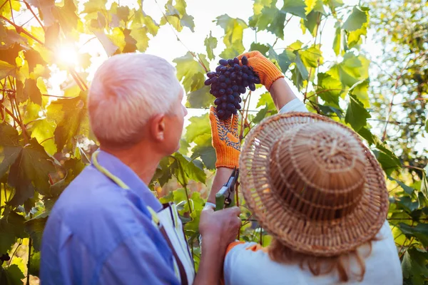 Виноград збирає. Деякі фермери збирають урожай винограду на екологічній фермі. Щасливий старший чоловік і жінка перевіряють виноград — стокове фото