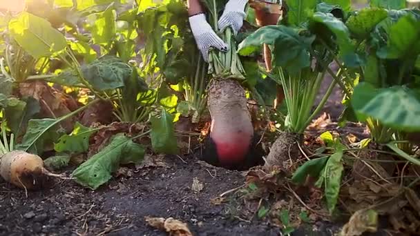 Agricultor Sacando Remolacha Del Suelo Cosecha Otoño Trabajador Recogiendo Verduras — Vídeos de Stock