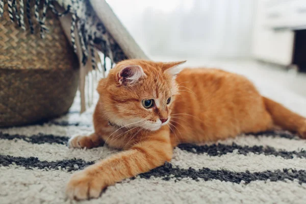 Ginger gato deitado no tapete de chão em casa. Pet jogando e se sentindo confortável — Fotografia de Stock