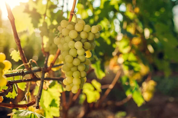 Cultivo otoñal de uvas de mesa en finca ecológica. Uvas verdes delicia colgando en el jardín. Cosecha — Foto de Stock