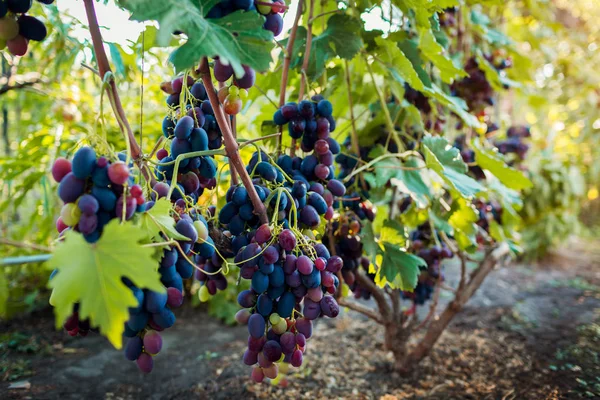 Cultivo de uvas de mesa en granja ecológica. Grandes racimos de uva azul delicia colgando en el jardín — Foto de Stock