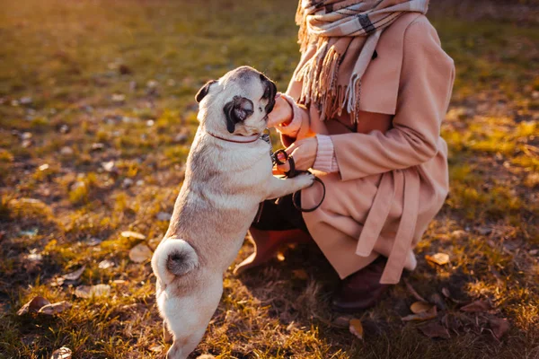 Cão pug. Menina cão de pug ambulante no parque de outono. Feliz animal de estimação pulando nas pernas da mulher. Cão brincando — Fotografia de Stock