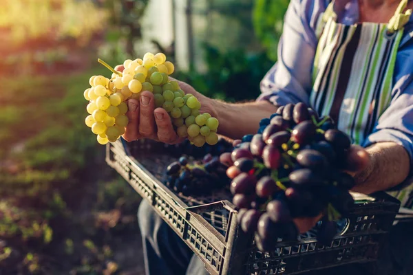 Осіннє збирання. Фермер збирає урожай винограду на екологічній фермі. Щасливий старший чоловік тримає зелений і синій виноград — стокове фото