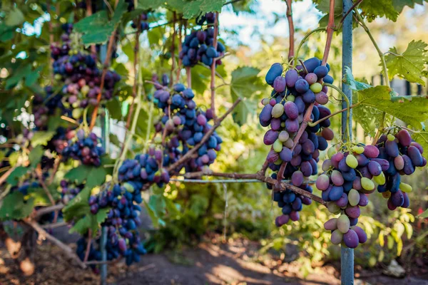 Cultivo de uvas de mesa en granja ecológica. Grandes racimos de uva azul delicia colgando en el jardín — Foto de Stock