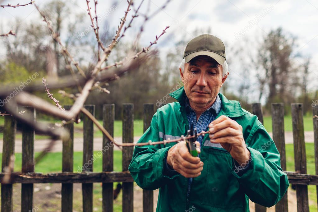 Man pruning tree with clippers. Male farmer cuts branches in autumn garden with pruning shears or secateurs