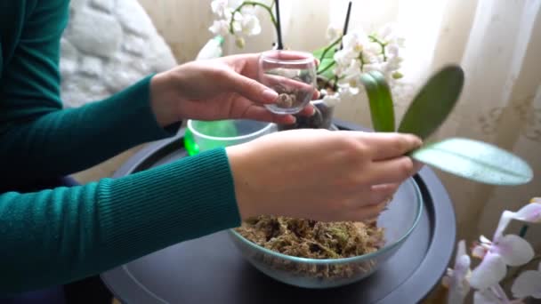 妇女用膨胀土和苔藓在玻璃壶中移植幼小的兰花 家庭主妇照顾家庭植物和花卉 — 图库视频影像