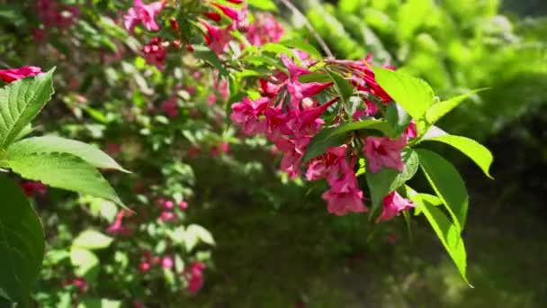 Blommande Weigel Vår Sommarträdgård Bush Med Rosa Blommor Som Växer — Stockvideo