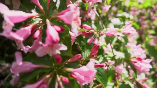 Blommande Weigel Vår Sommarträdgård Bush Med Rosa Blommor Som Växer — Stockvideo