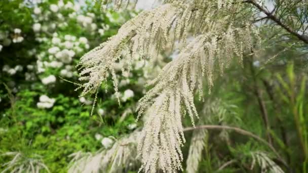 Tamarisk Ανθίζει Λευκά Λουλούδια Στον Καλοκαιρινό Κήπο Κλαδιά Θάμνων Κρέμονται — Αρχείο Βίντεο