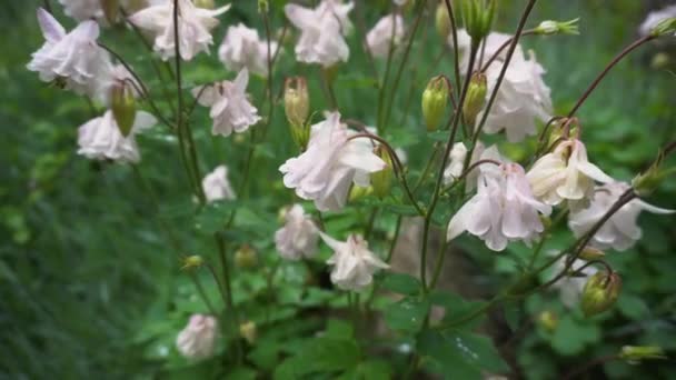 Witte Roze Aquilegia Bloem Verdrinkend Zomertuin Plant Bloeien Park Bedekt — Stockvideo