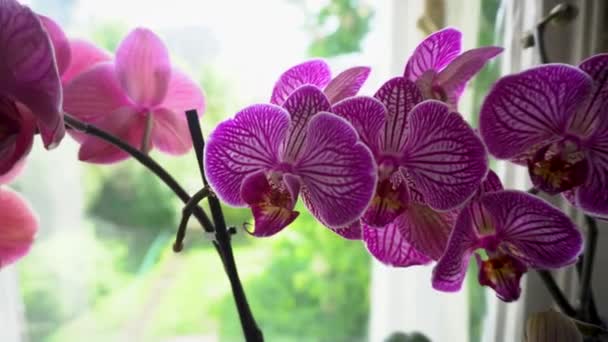 Пурпурная Орхидея Фаленопсис Бухарест Коралловый Нарбонн Домашнее Цветение Растений Цветов — стоковое видео