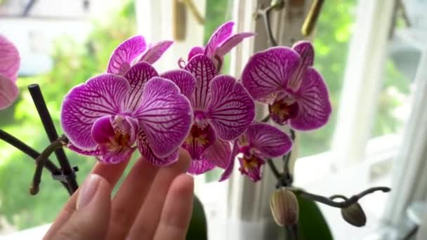 Lila Orchidee Phalaenopsis Bukarest Frau Kümmert Sich Heimische Pflanzen Großaufnahme — Stockvideo