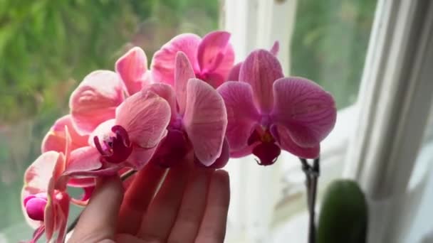 Пурпурная Орхидея Фаленопсис Нарбонна Женщина Ухаживает Домашними Растениями Крупный План — стоковое видео