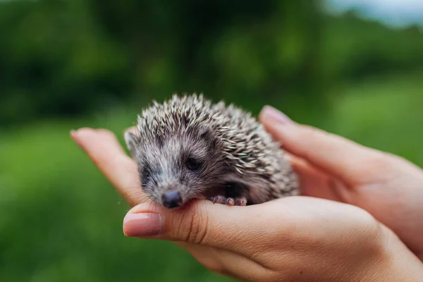 Hedgehog Handen Vrouw Met Kleine Egel Baby Het Park Buiten — Stockfoto