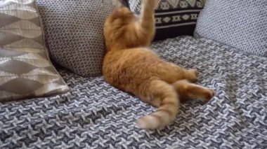Kızıl kedi evdeki oturma odasında fare oyuncağıyla oynuyor. Evcil hayvan oyuncakla eğleniyor. Hayvanlara göre oyuncaklar